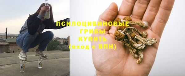 прущие грибы Михайлов